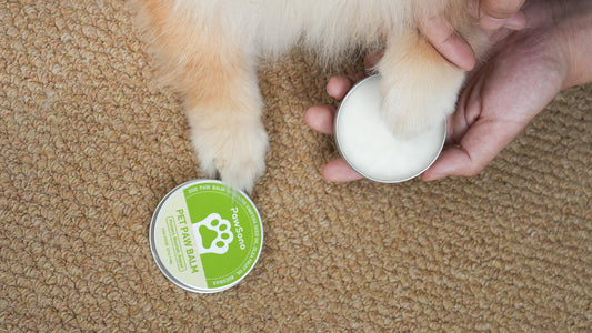 Winter Paw Care 101: Preventing Irritation from Road Salt and Ice