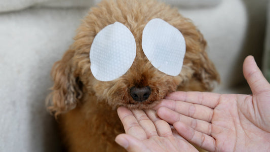 How to get rid of ugly tear stains on white dogs?