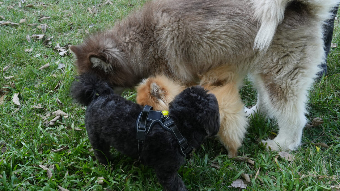 Can I use dog paw balm on my cat (or other pets)?