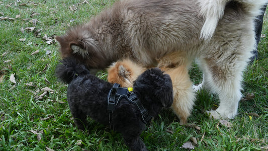 Can I use dog paw balm on my cat (or other pets)?