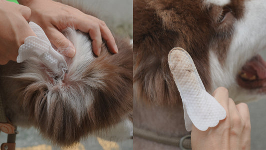 Is Your Dog Constantly Scratching Their Ears? Natural Remedies to Stop the Itch-Scratch Cycle