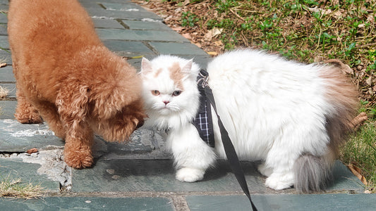 Why Does My Dog Have Cracked Paws? 5 Signs Your Pup Needs a Paw Balm