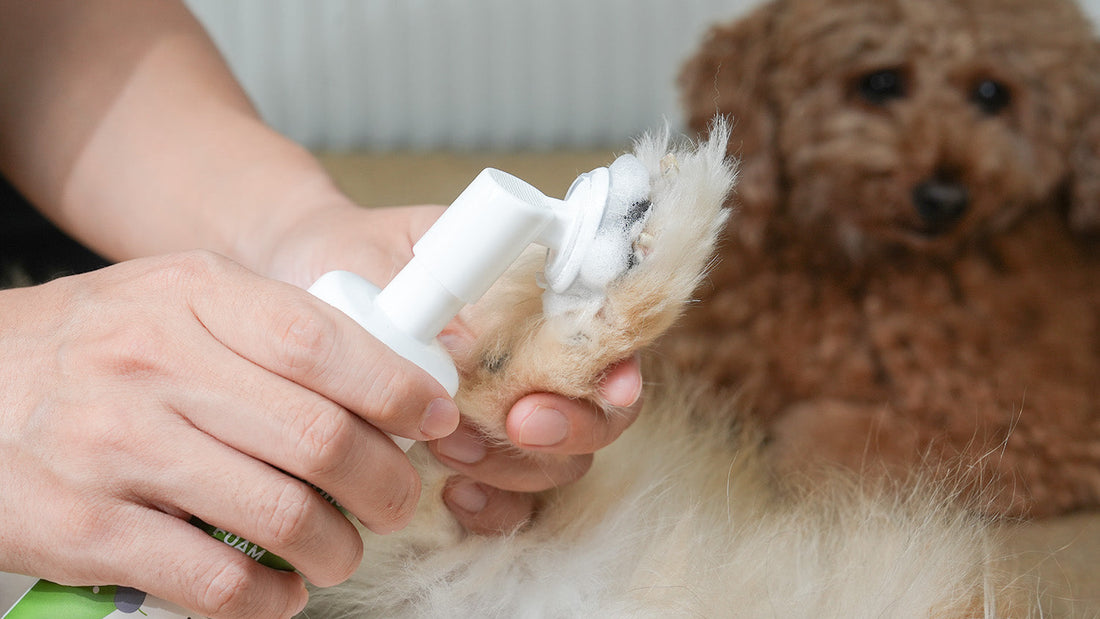 Why does my dog hate water? (Waterless cleaning tips)