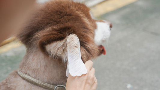 Why Do My Dog's Ears Smell Like Corn Chips? The Hidden Signs of Yeast Buildup.