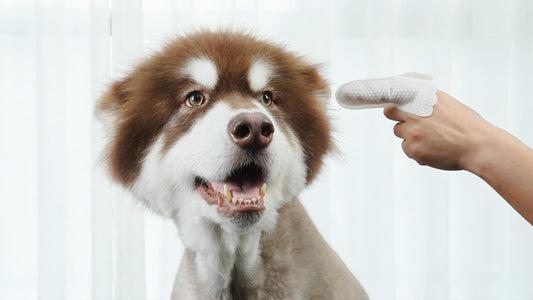 Why is my dog scratching his ears and shaking his head?