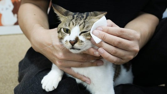 Is it normal for my flat-faced cat to have eye discharge?