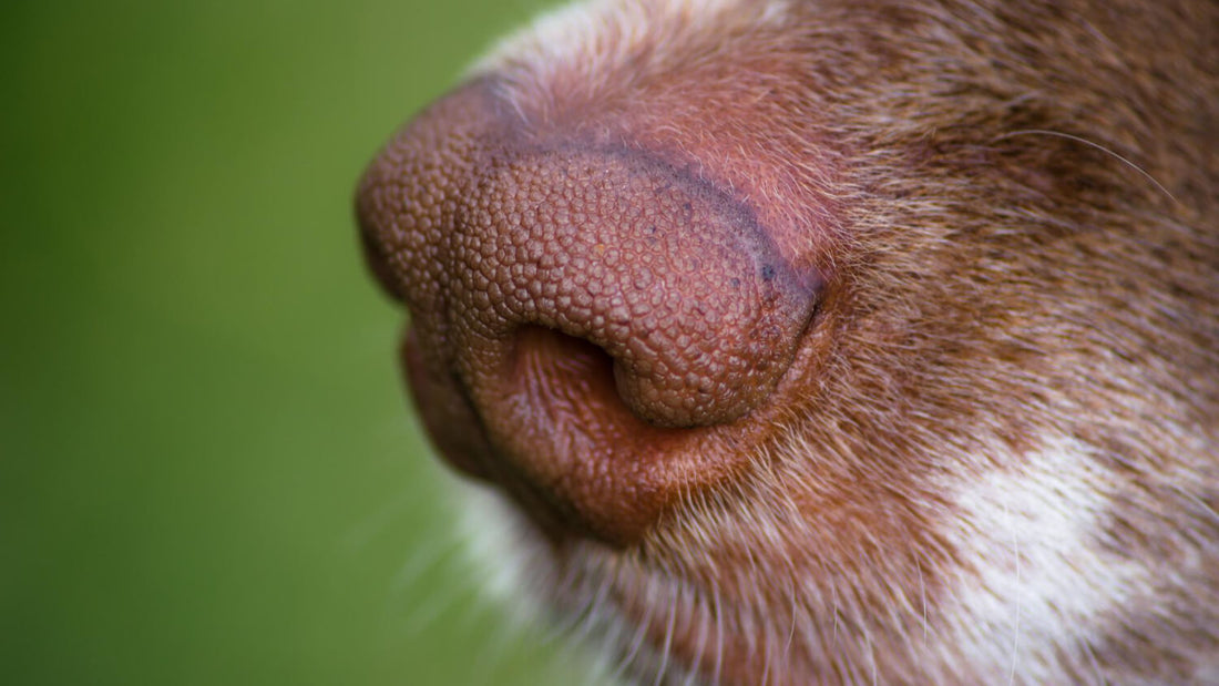 The Mess-Free Way to Apply Dog Paw Balm: Why Twist-Up Sticks Beat Jars and Tubes