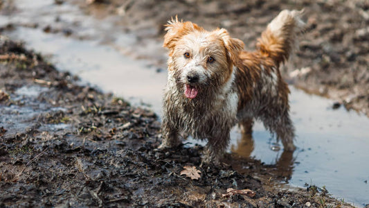 Head-to-Tail Dog Cleaning Guide: How to Use a Glove Wipe on Every Body Zone