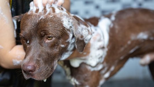 Why Hypoallergenic Wipes Are Safer: Calendula, Oat & Gentle Care for Sensitive Pets