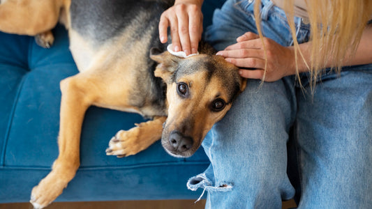 One Wipe, Every Mess: The Simplest All-in-One Dog Cleaning Solution