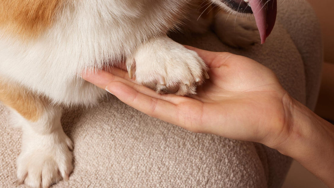 How Dry Air and Common Surfaces Affect Your Dog's Paws — A Complete Paw Care Guide