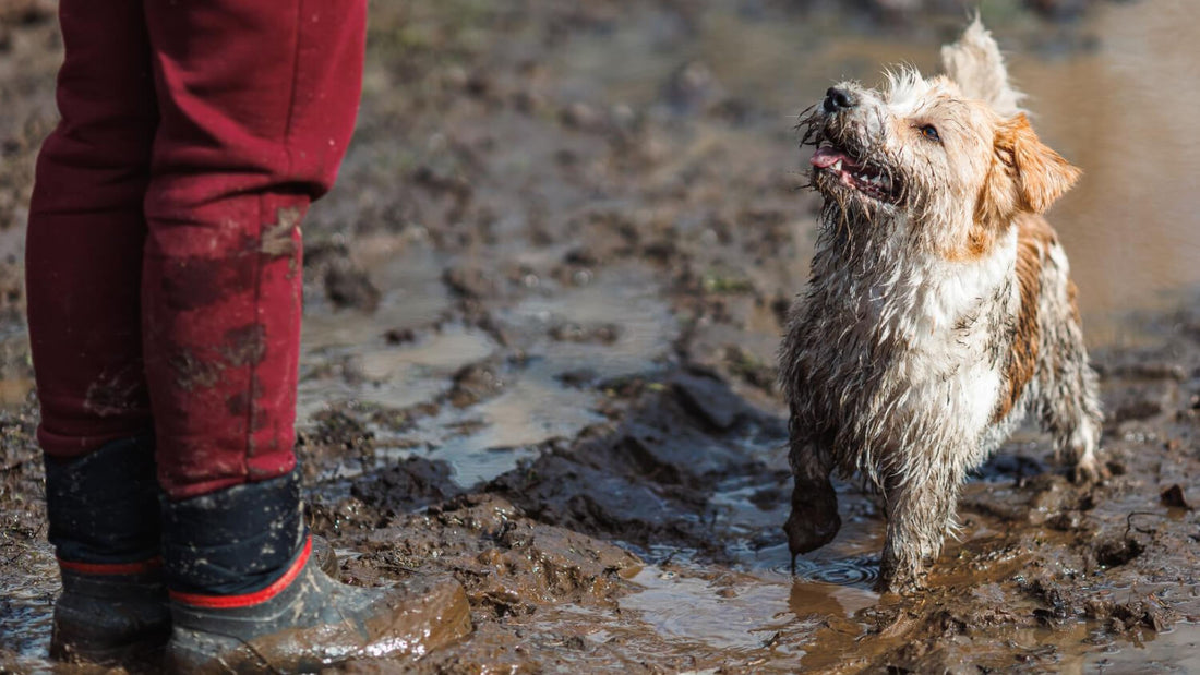 Is Paw Balm Safe if My Dog Licks It? What Pet Parents Need to Know